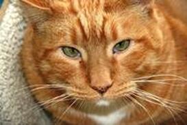 A relaxed orange tabby cat resting