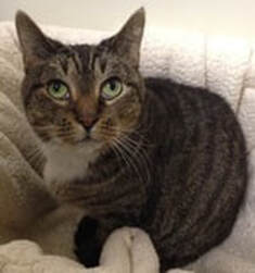 A tabby cat resting comfortably on a soft blanket