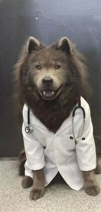 A fluffy patient dressed in a little veterinary lab coat and stethoscope