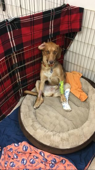 A recovering dog resting comfortably in a clinic bed