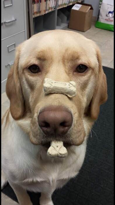 A yellow Lab patiently balancing two dog biscuits on his nose