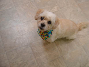 A cream puppy in a colorful bandana, a patient at Neighborhood Pet Clinic